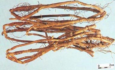 North bean root